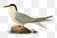 Transparent sticker common tern bird hand drawn