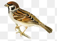Png sticker eurasian tree sparrow bird hand drawn