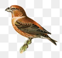 Png sticker parrot crossbill bird hand drawn