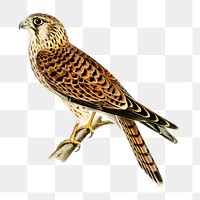 Png sticker common falcon bird hand drawn