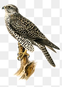 Png sticker gyrfalcon bird hand drawn