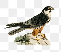 Eurasian hobby vintage bird png sticker hand drawn