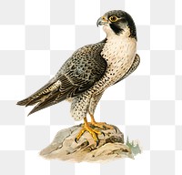 Png sticker peregrine falcon bird hand drawn