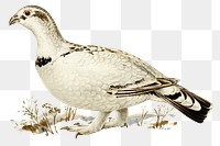 Png sticker western capercaillie, willow ptarmigan hybrid bird hand drawn