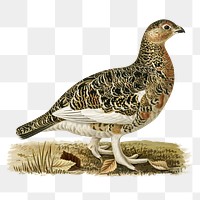 Png sticker grouse bird hand drawn