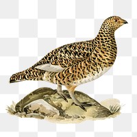 Grouse vintage bird png sticker hand drawn