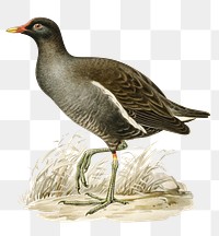 Png sticker common moorhen bird hand drawn