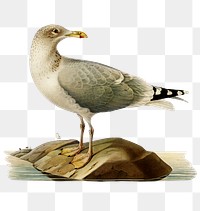 Herring gull vintage bird png sticker hand drawn