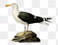 Png sticker great black-backed gull bird hand drawn