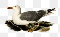 Png sticker european herring gull bird hand drawn