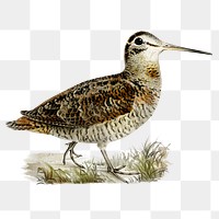 Eurasian woodcock vintage bird png sticker hand drawn