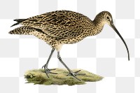 Eurasian curlew vintage bird png sticker hand drawn