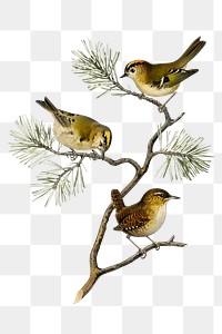 Png sticker eurasian wren bird hand drawn