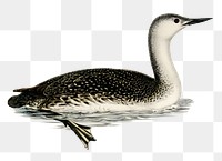 Red-throated loon vintage bird png sticker hand drawn