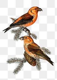 Png sticker red crossbill bird hand drawn