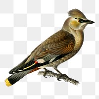 Png sticker bohemian waxwing bird hand drawn