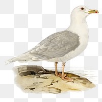 Png sticker iceland gull bird hand drawn
