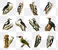 Vintage mixed woodpecker png sticker drawing collection