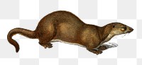 Vintage European otter png animal, remix from artworks by Charles Dessalines D'orbigny