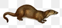 Vintage European otter png animal, remix from artworks by Charles Dessalines D&#39;orbigny