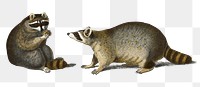 Vintage raccoons png animal, remix from artworks by Charles Dessalines D&#39;orbigny