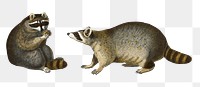 Vintage raccoons png animal, remix from artworks by Charles Dessalines D&#39;orbigny