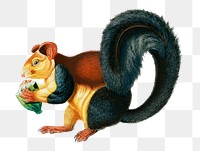 Vintage Squirrel png animal, remix from artworks by Charles Dessalines D'orbigny