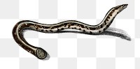 Vintage  brahminy blind snake png reptile, remix from artworks by Charles Dessalines D&#39;orbigny