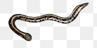 Vintage  brahminy blind snake png reptile, remix from artworks by Charles Dessalines D&#39;orbigny