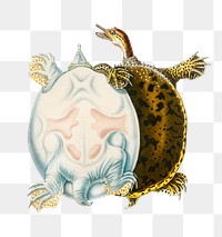 Vintage spiny softshell turtle png, remix from artworks by Charles Dessalines D&#39;orbigny