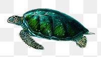 Vintage green sea turtle png, remix from artworks by Charles Dessalines D'orbigny