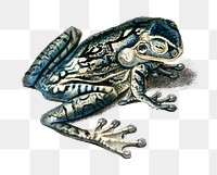 Png black-spotted casque-headed tree frog, remix from artworks by Charles Dessalines D&#39;orbigny
