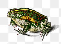 Vintage green toad png animal, remix from artworks by Charles Dessalines D&#39;orbigny