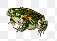 Vintage green toad png animal, remix from artworks by Charles Dessalines D'orbigny