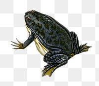 Vintage African clawed frog png, remix from artworks by Charles Dessalines D&#39;orbigny