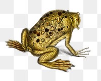 Vintage Surinam toad png animal, remix from artworks by Charles Dessalines D'orbigny