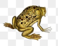 Vintage Surinam toad png animal, remix from artworks by Charles Dessalines D&#39;orbigny
