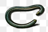 Vintage ringed caecilian png amphibian, remix from artworks by Charles Dessalines D&#39;orbigny