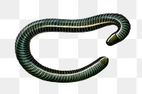 Vintage ringed caecilian png amphibian, remix from artworks by Charles Dessalines D'orbigny