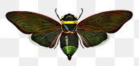 Vintage gian cicada png butterfly, remix from artworks by Charles Dessalines D&#39;orbigny