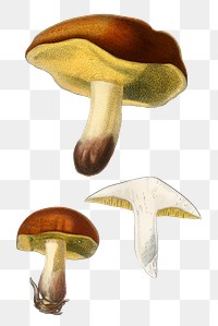 Vintage boletus mushroom png, remix from artworks by Charles Dessalines D&#39;orbigny