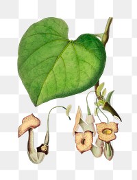 Vintage Dutchman's pipe png plant, remix from artworks by Charles Dessalines D'orbigny
