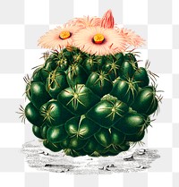 Starry ball cactus png plant, remix from artworks by Charles Dessalines D&#39;orbigny
