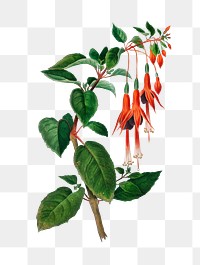 Hummingbird fuchsia png plant, remix from artworks by Charles Dessalines D&#39;orbigny