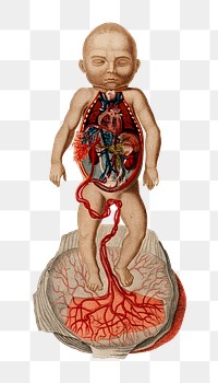 Hand drawn png fetus blood circulation, remix from artworks by Charles Dessalines D'orbigny