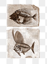 Vintage ray finned fish png, remix from artworks by Charles Dessalines D'orbigny