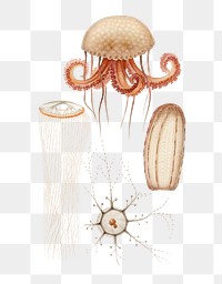 Vintage png jellyfishes hand drawn, remix from artworks by Charles Dessalines D'orbigny