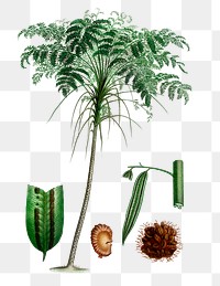 Rough tree fern png plant, remix from artworks by Charles Dessalines D'orbigny