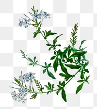 Vintage cape leadwort png plant, remix from artworks by Charles Dessalines D'orbigny