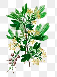 Vintage png golden currant flower, remix from artworks by Charles Dessalines D&#39;orbigny